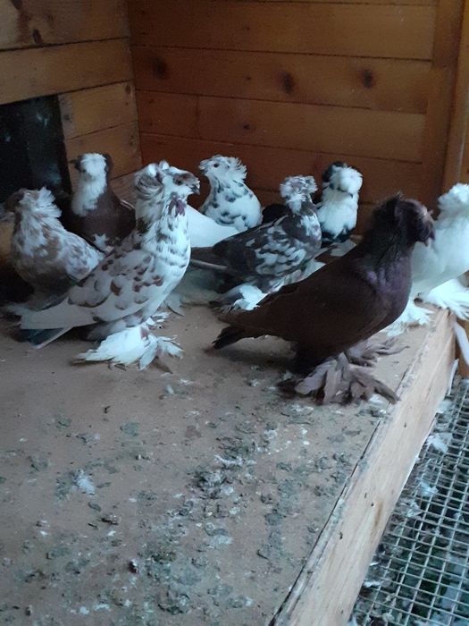 Porumbeii Toboșari germani