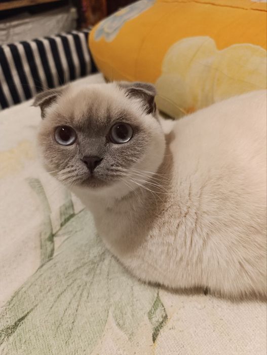 Вязка.кошка 1,5 года.