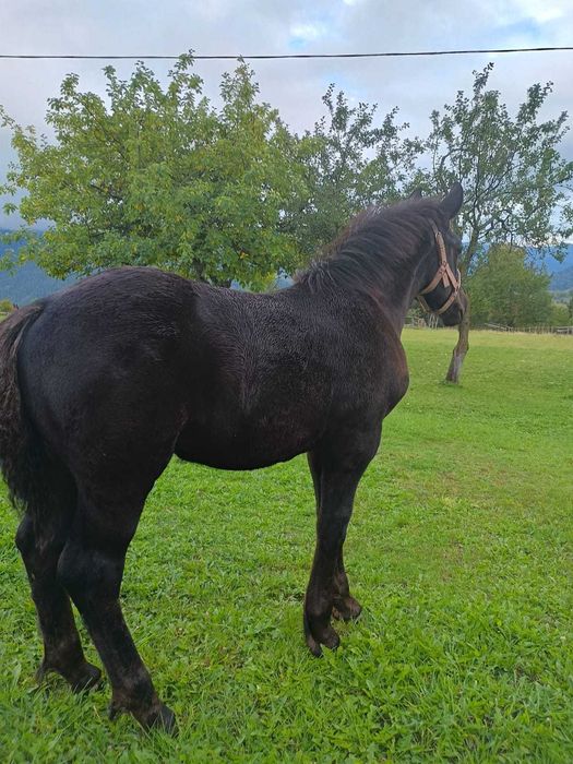 Vând mânz negru fără semn