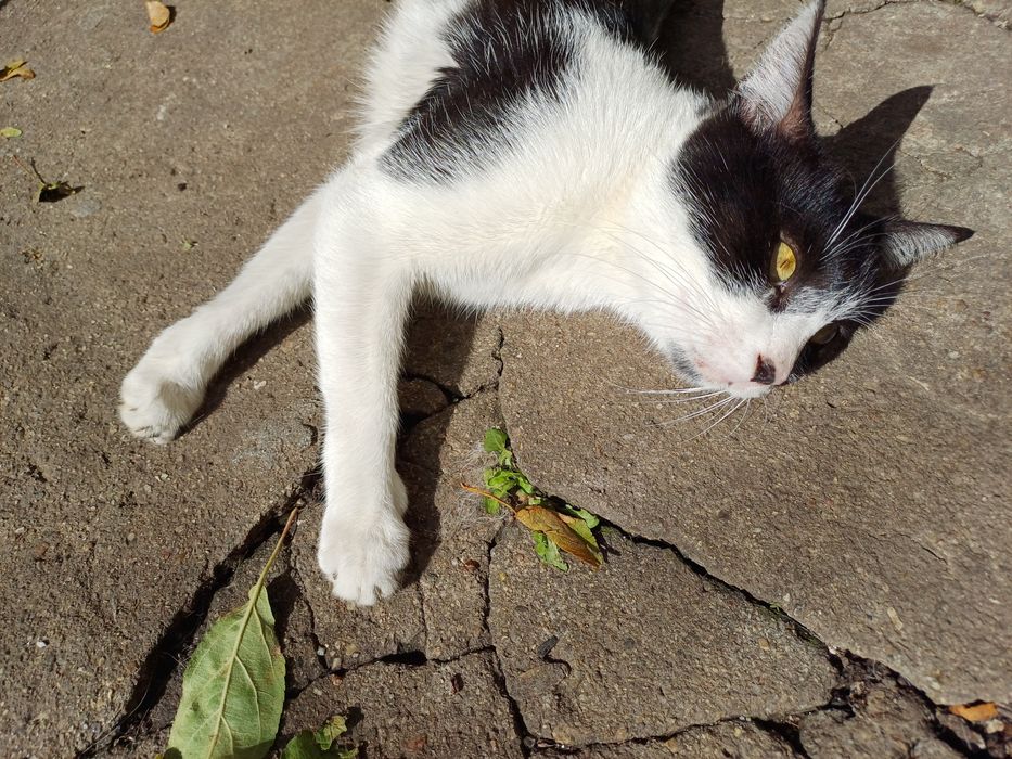 Подарявам гальовна женска котка