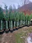 Tuia Smarald , Leilandy Plante Ornamentale