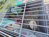 Vând hamsterii micii