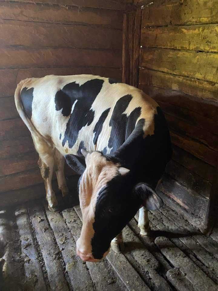 Vitel de vanzare 270kg