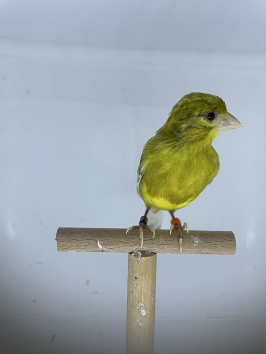 Canari raza spaniolă 2025, inelați și deparazitați!