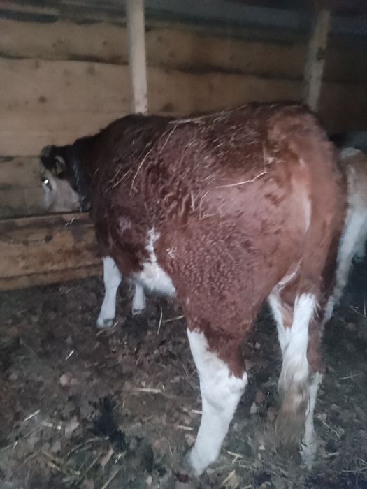 Vaci BR linie de carne