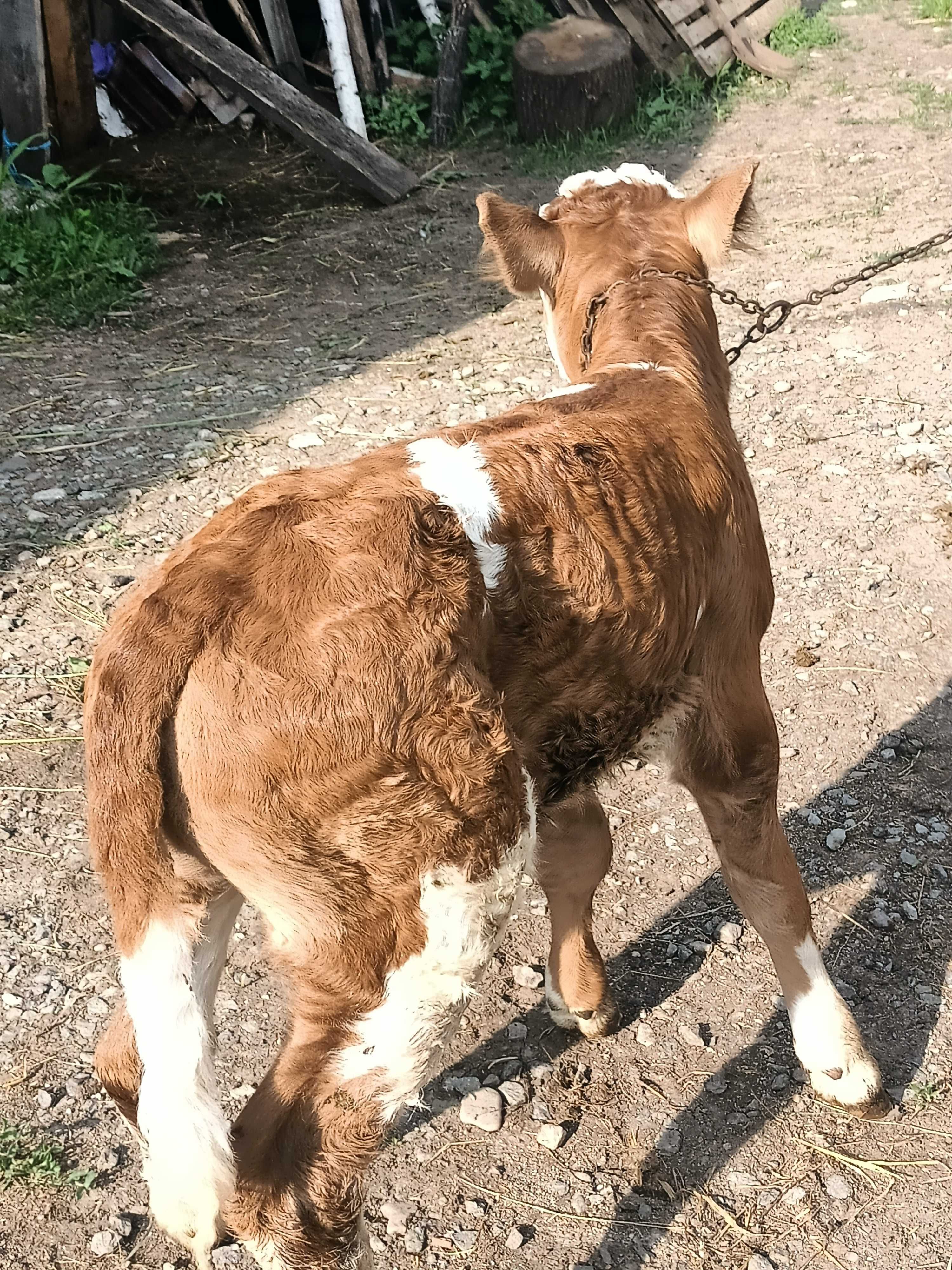 Vaca bălțată de vanzare