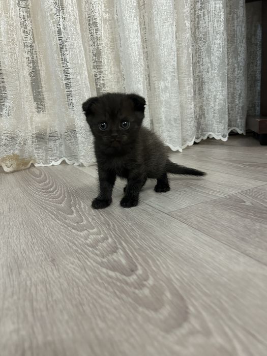 Продам котёнка )