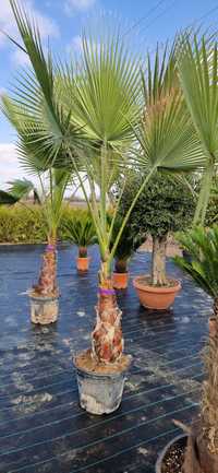 Palmier – Trachycarpus Fortunei - Cycas
