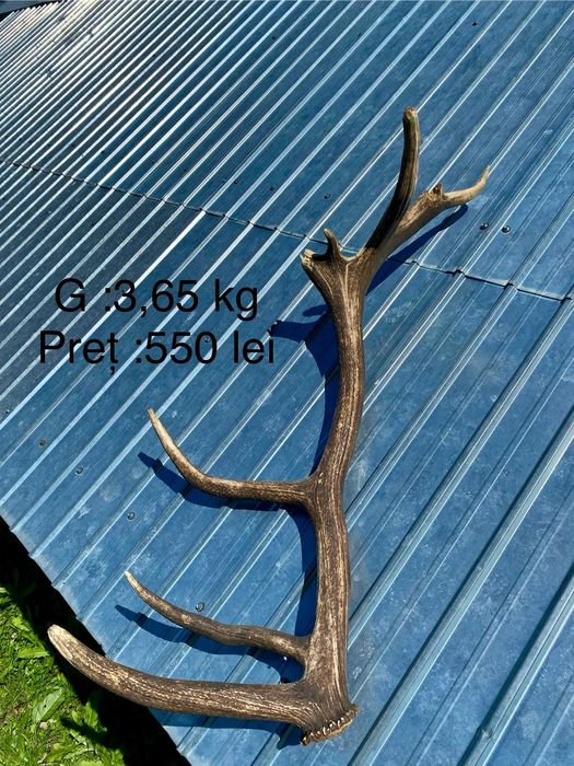 Coarne de cerb!!