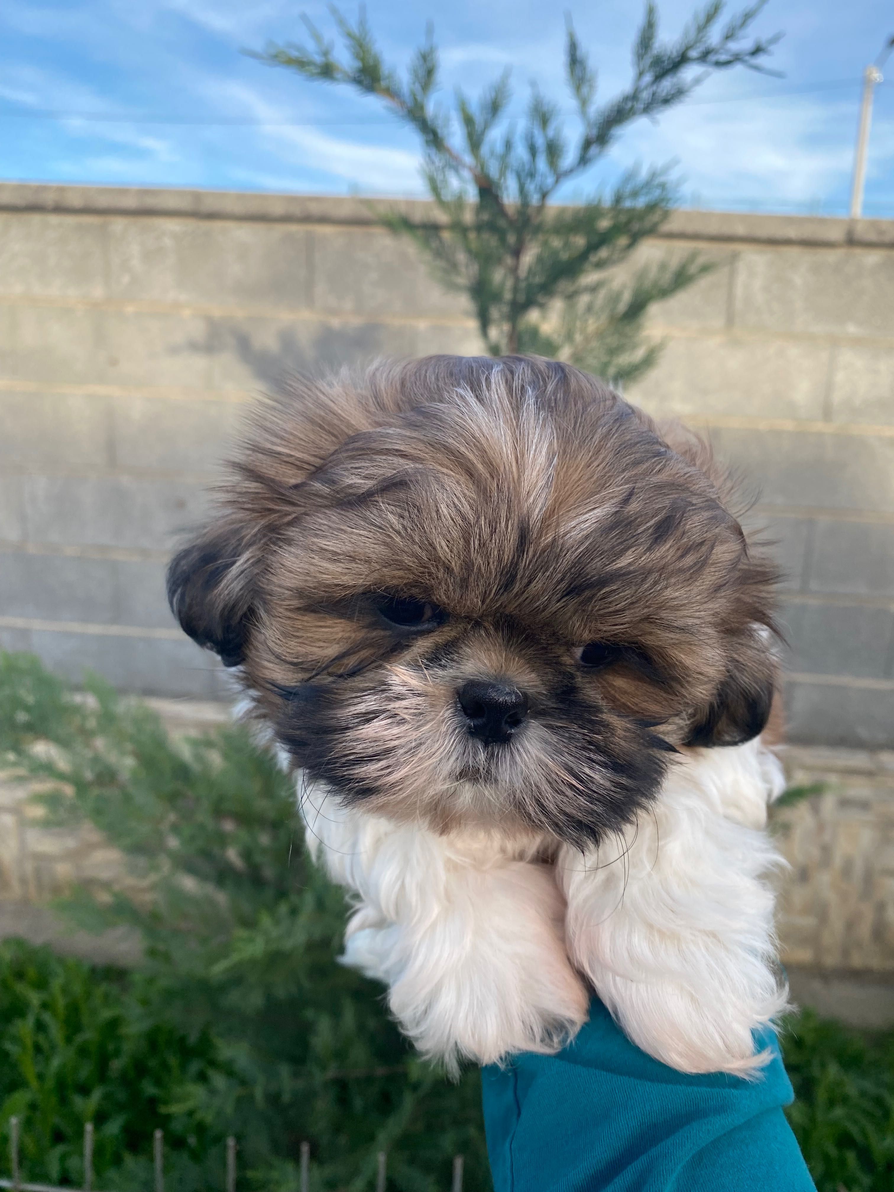 Shih tzu tricolor