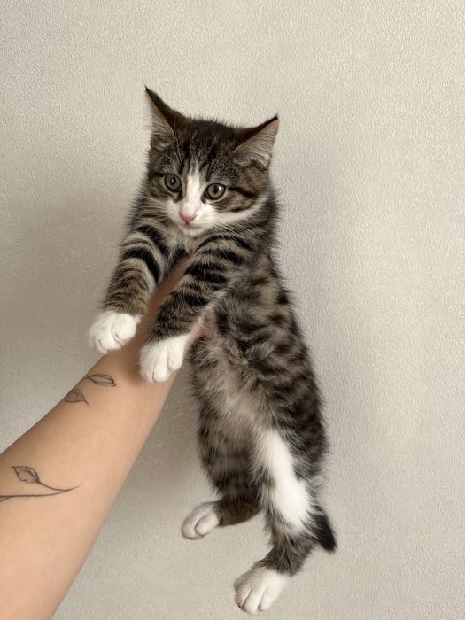 Отдам котят в добрые руки