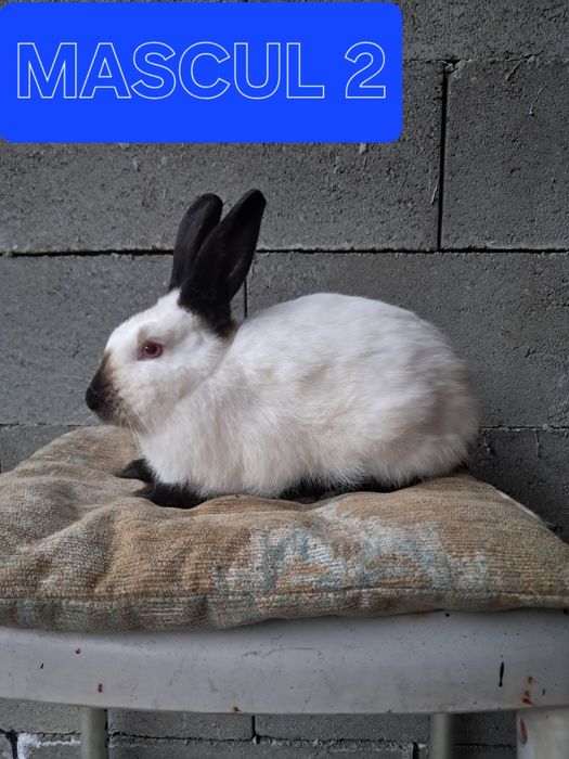 Vând iepuri californian