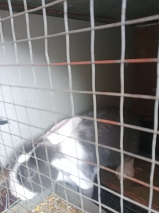 Srochna Quyon sotiladi