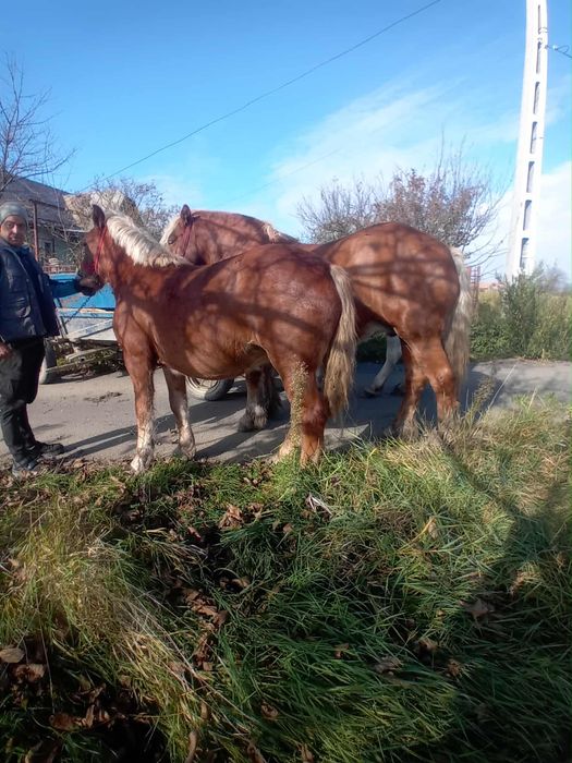Mânză de 9 luni semi grea