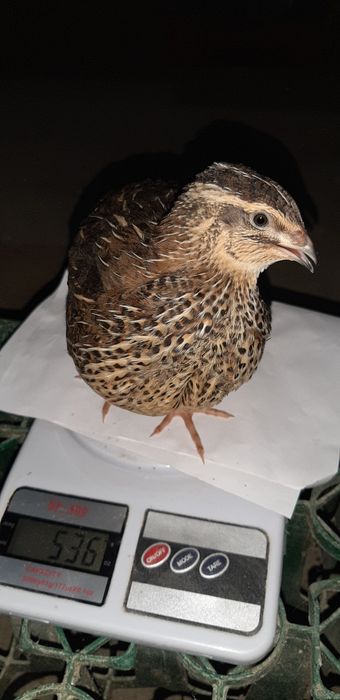 Pui de prepelita si prepelitie outoare.