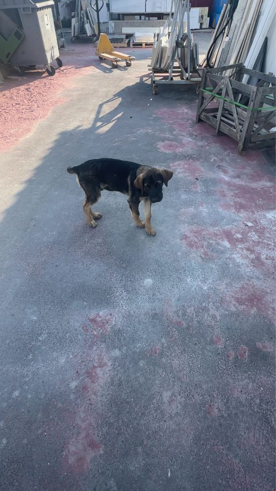 Spre adoptie catei