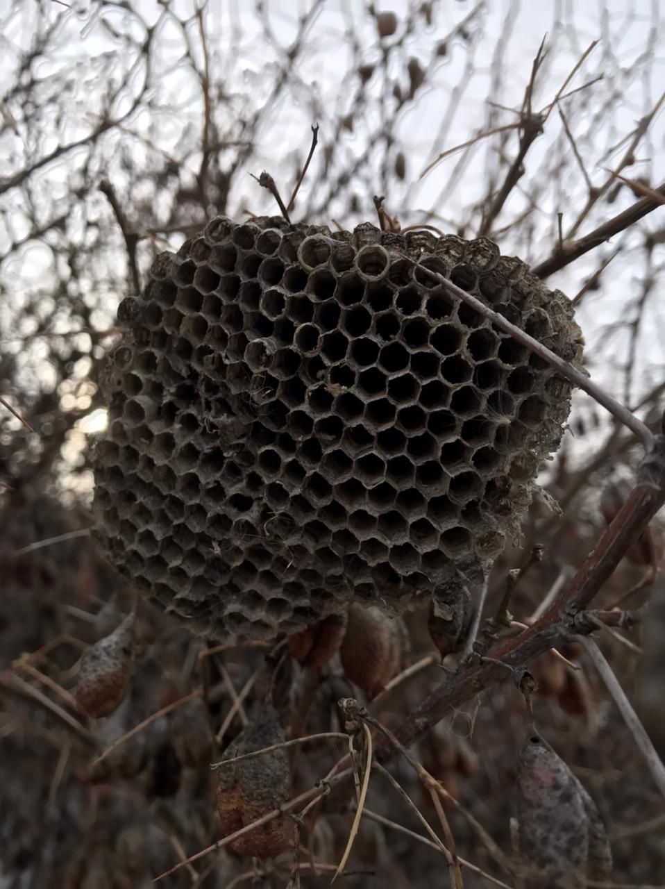 Осиное гнездо осинник