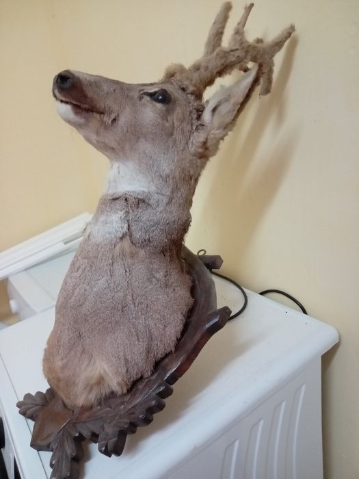 Трофей препариран сръндак