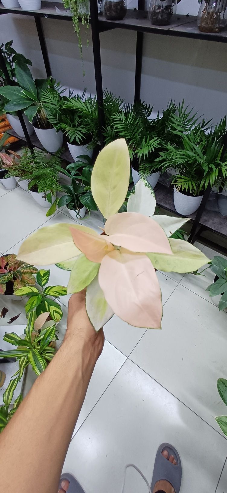 Xonaki gullar xitoy va Golandiyadan