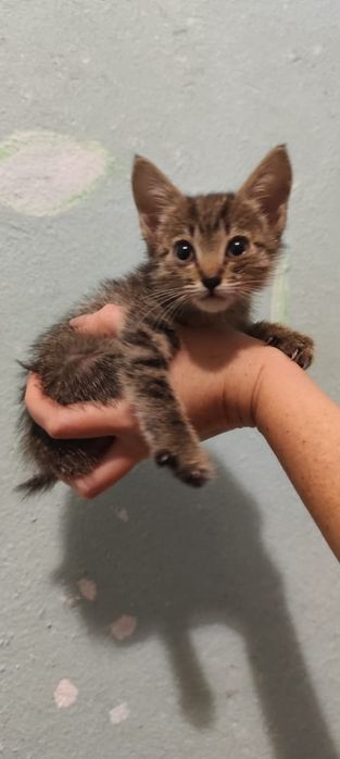 Кошечка-ручная. Бесплатно