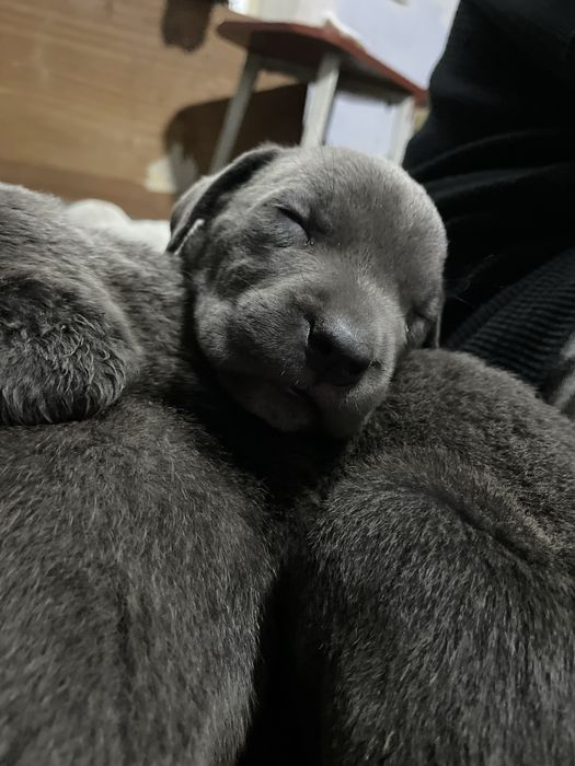 Продаются щенки Кане корсо