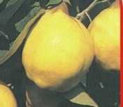 Pomi fructiferi pitici [ Dwarf] soiuri de Gutui