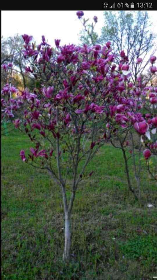 Plante pt gradina
