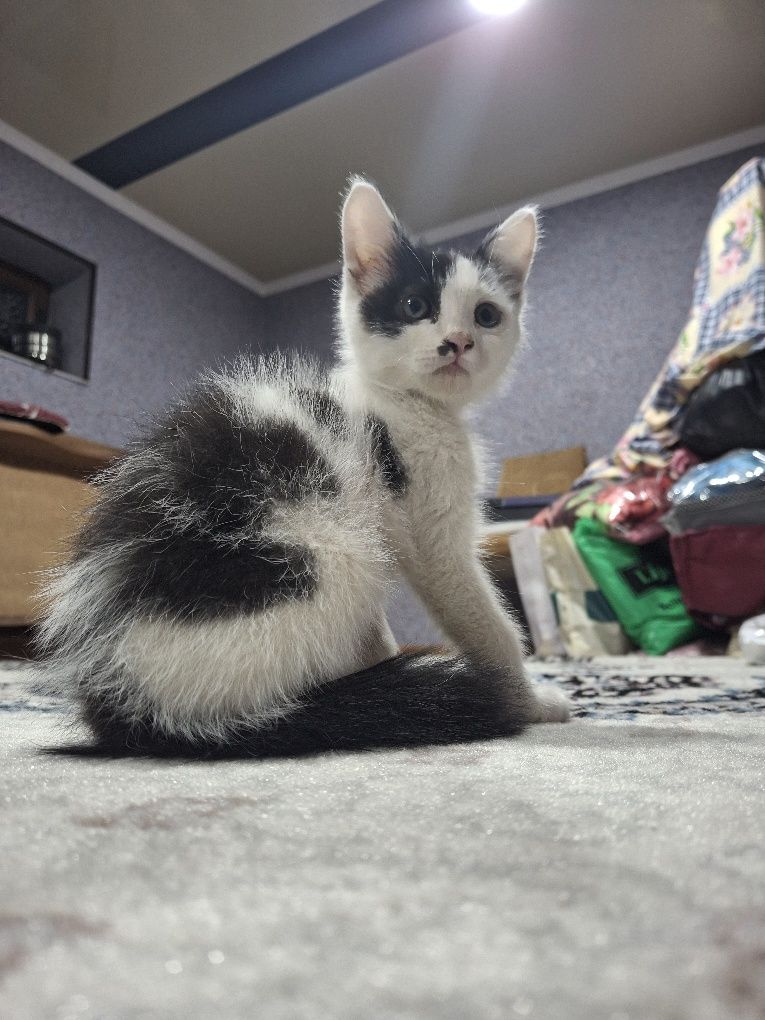 Отдам котёночка.