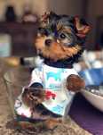 Yorkshire terrier talie mica