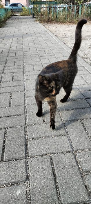 Отдаем ката в добрые руки  улечьная