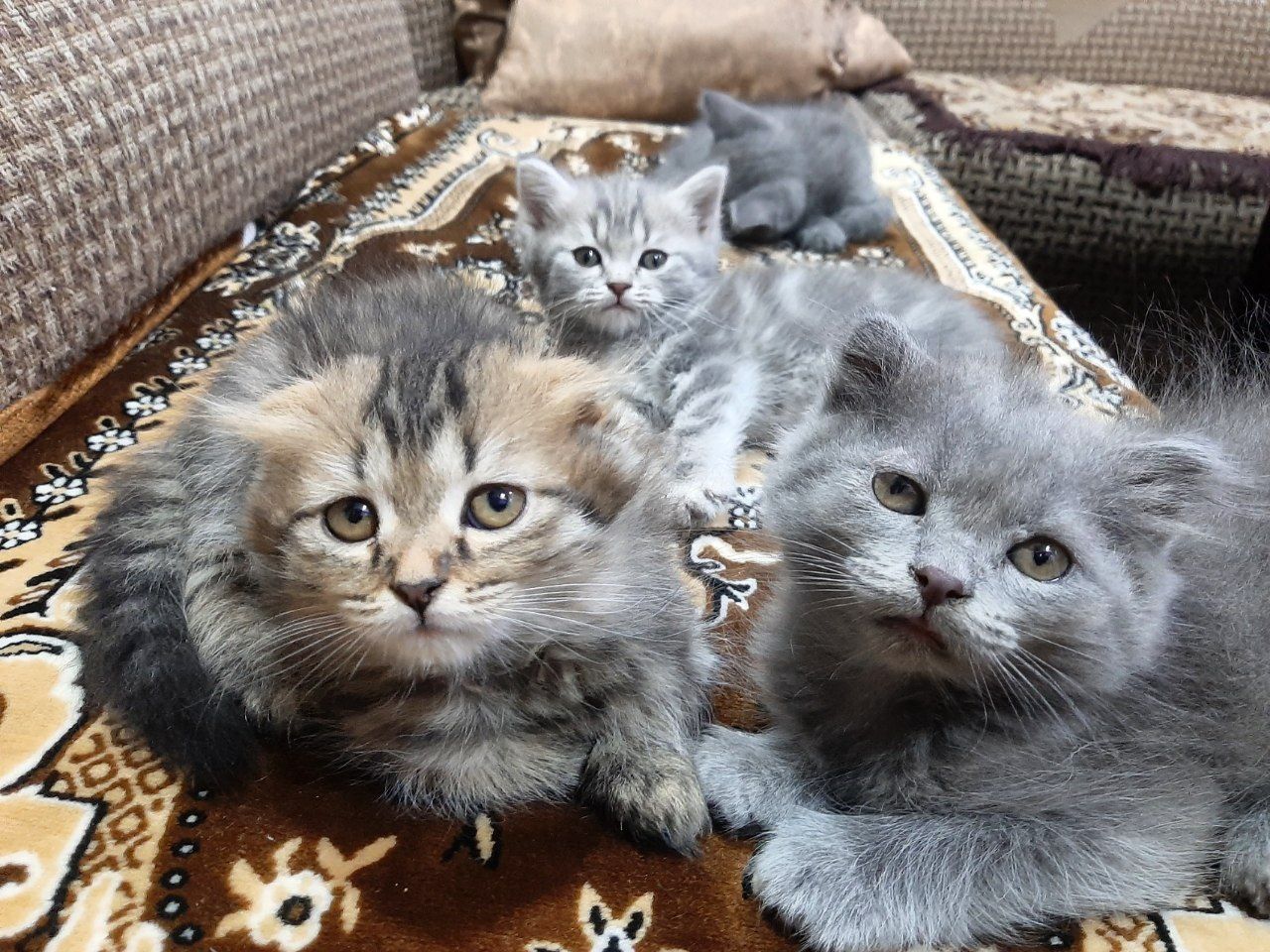 Mushuk bolasi sotiladi