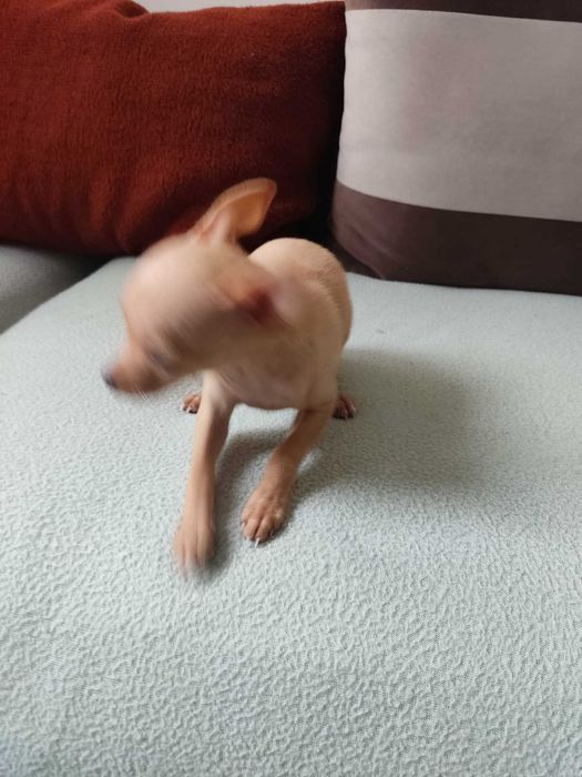 Продавам мини пинчер