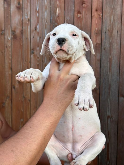 Pui Dogo Argentino femelă – sănătoasă și bine îngrijită