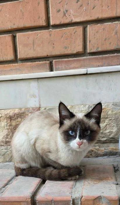 Продам сиамскую кошечку
