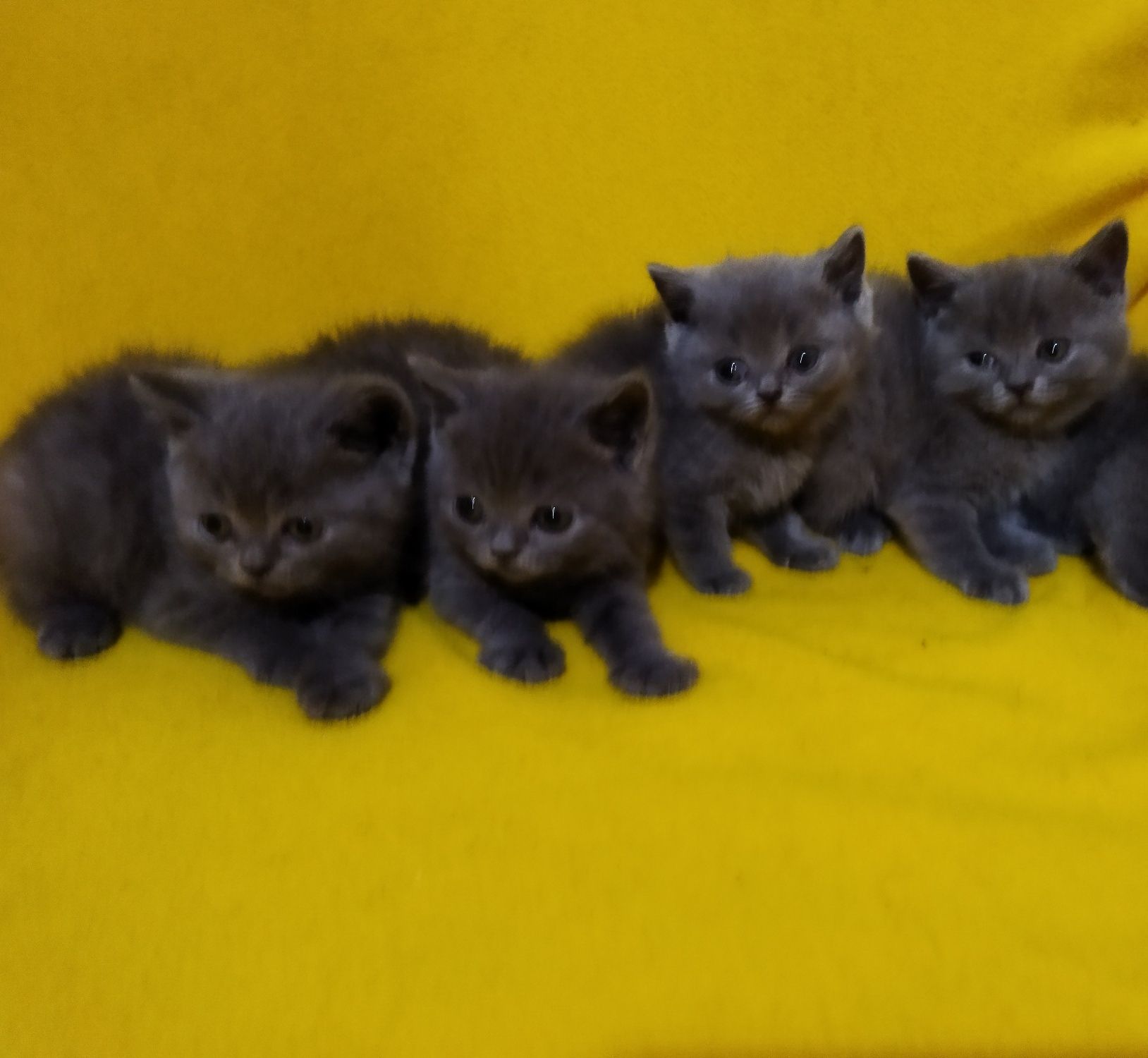 Британски котета !