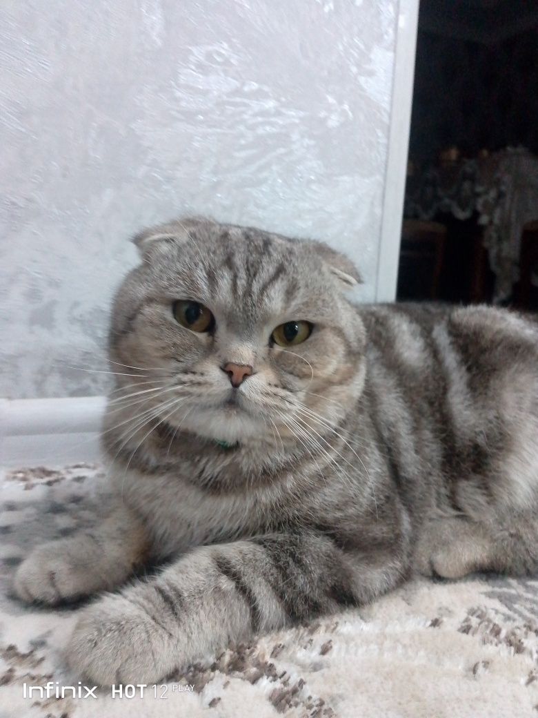 Mushuk scotish folt