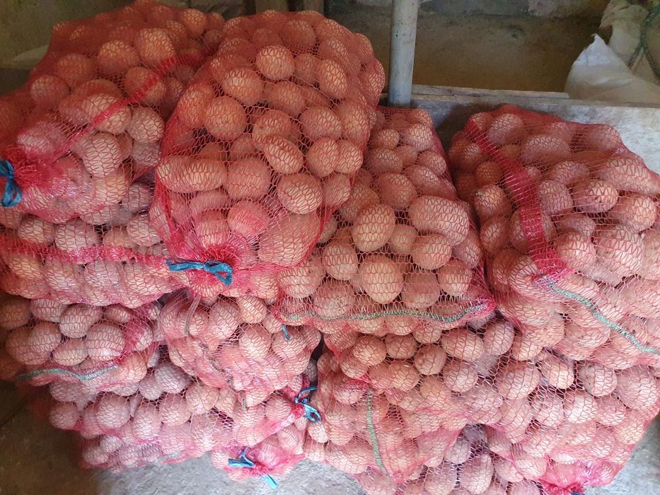 Vând cartofi de consum și pentru animale