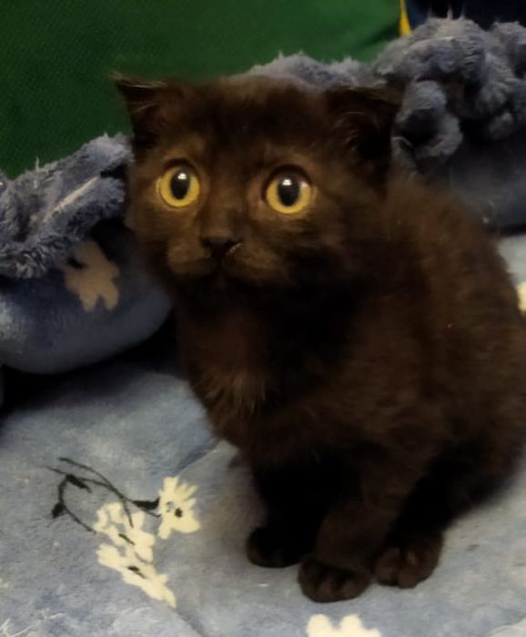 Пристраивается котёнок