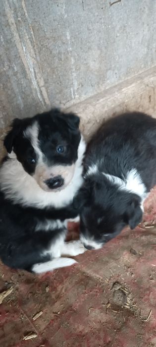 4 Бордър Колита от работещи родители