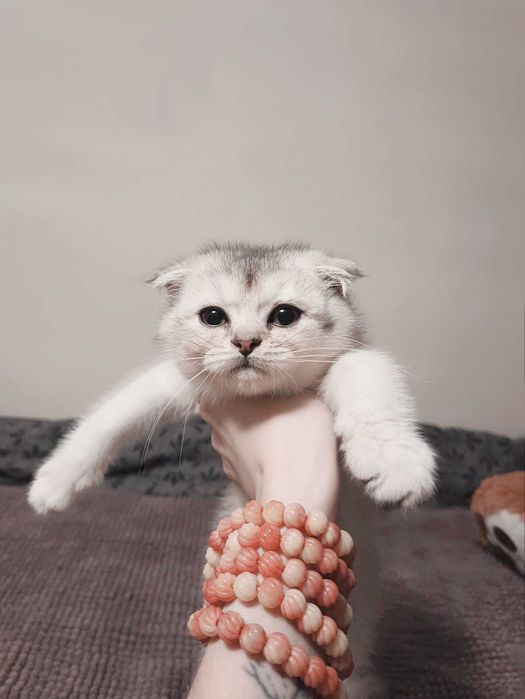 Чистокръвен шотландски клепоух, мъжко