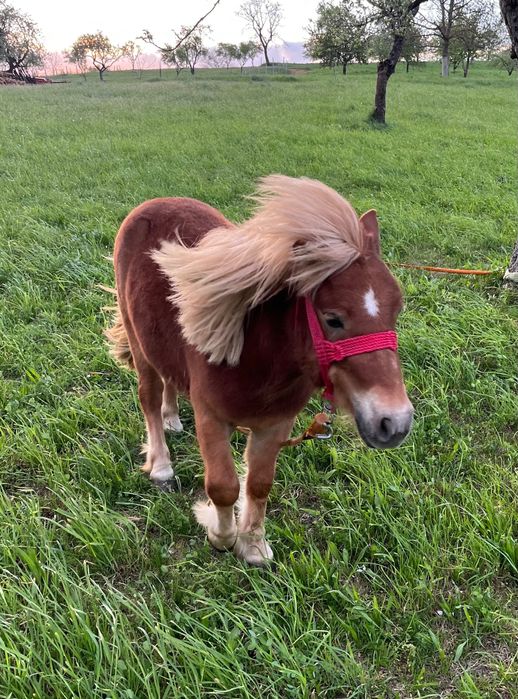 Vreti sa ingrijim poneita voastra?