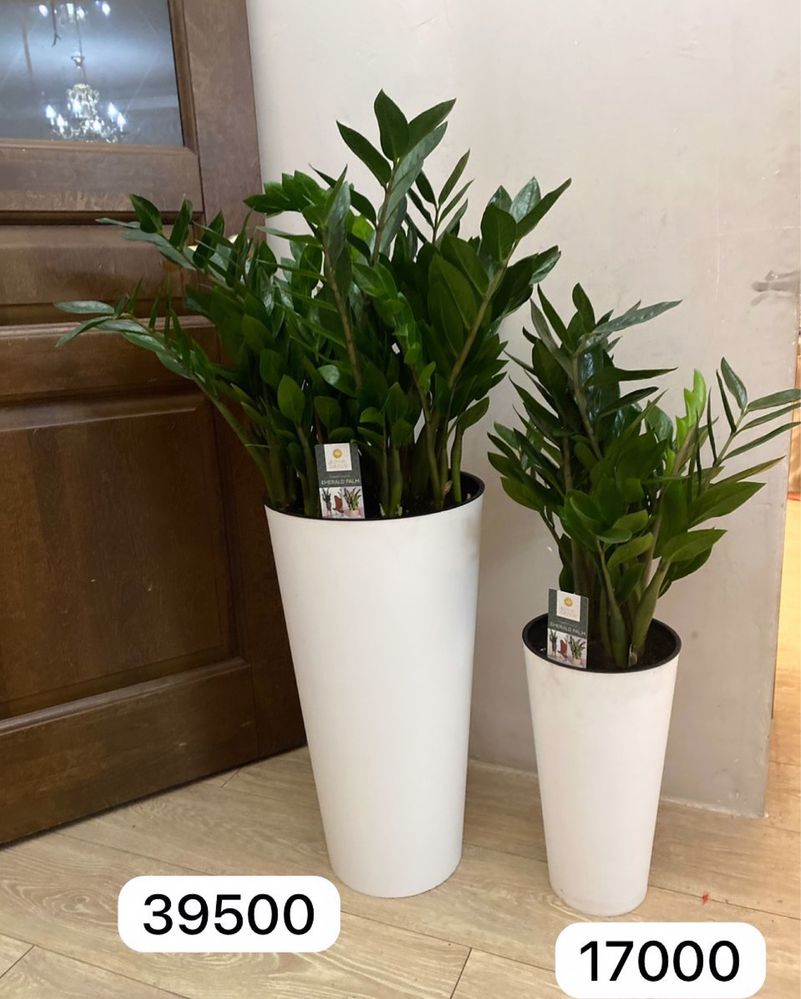 Фикус Робуста высокие комнатные цветы для офиса озеленение