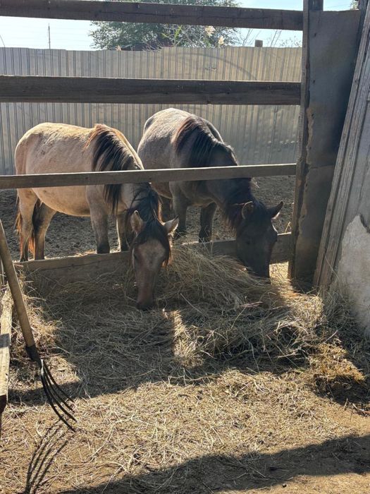 Продам лошадей полторашек самцы