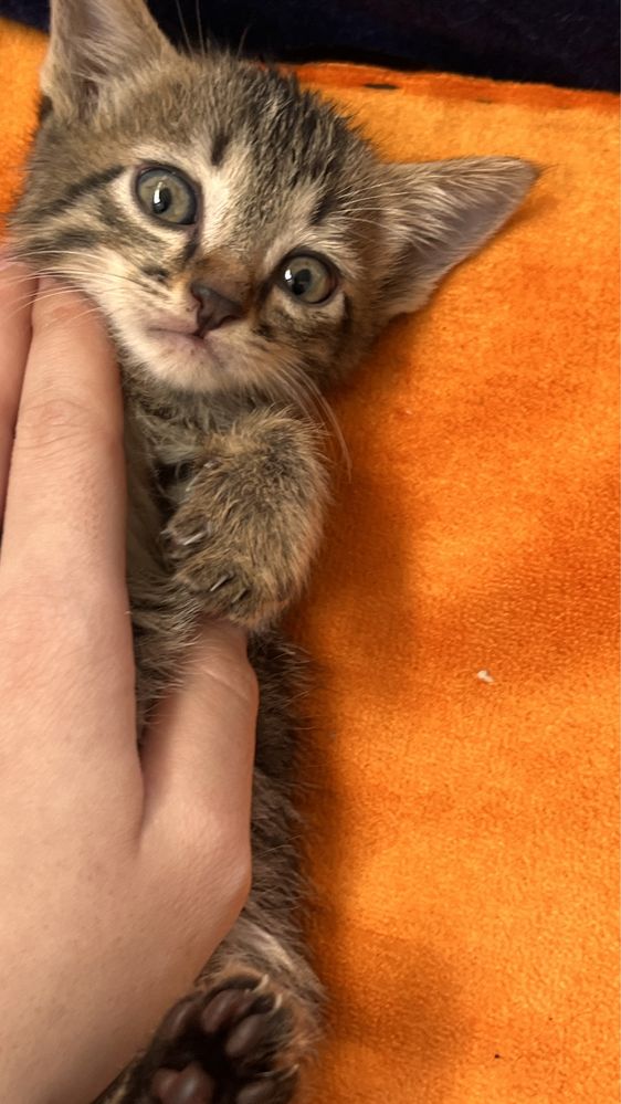 Отдам котенка в хорошие руки
