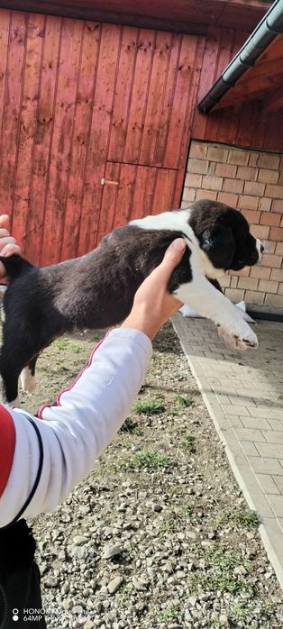 Vand pui ciobănești de asia centrala