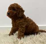Vand puisor poodle