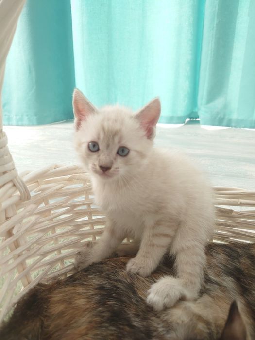 Котята в добрые руки!