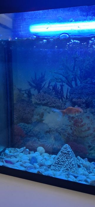 Аквариум комплект