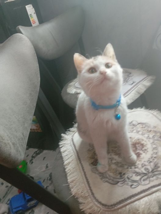 Xadiyaga mushuk beriladi