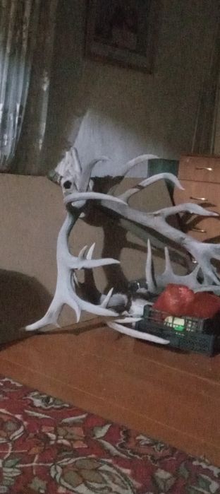 Продам рога лося